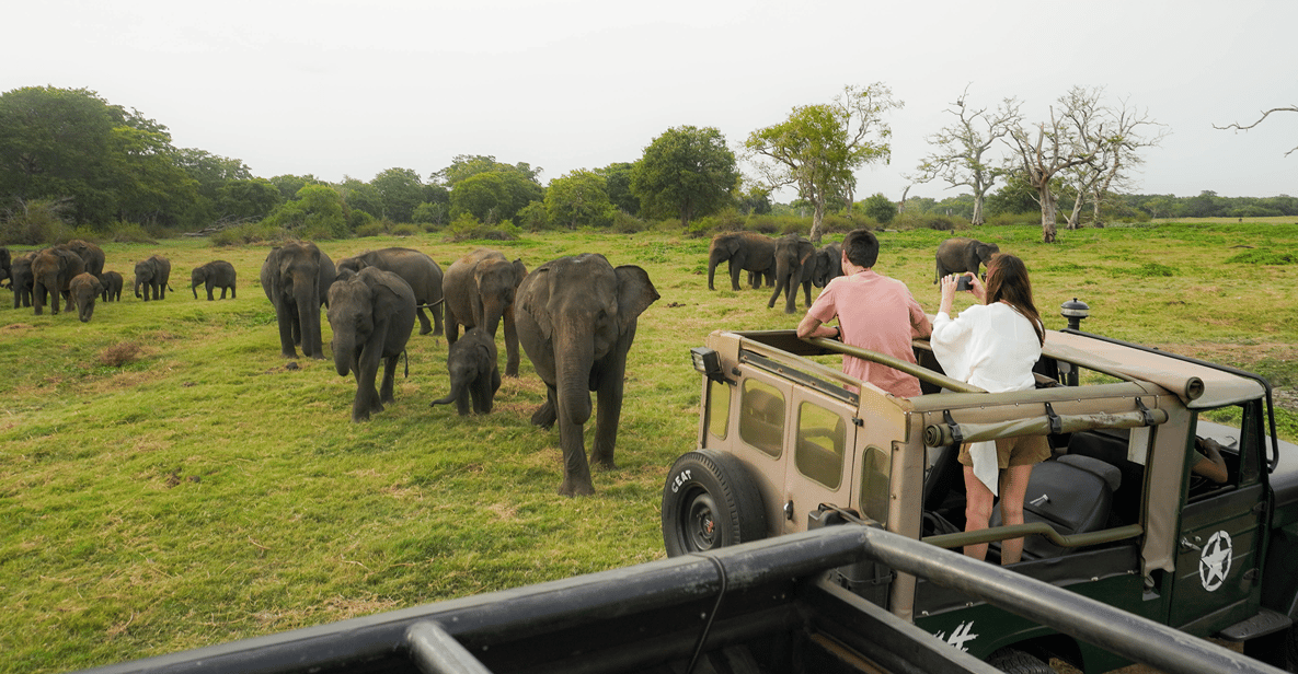 Yala National Park Safari: Your Guide to Sri Lanka's Untamed Wildlife