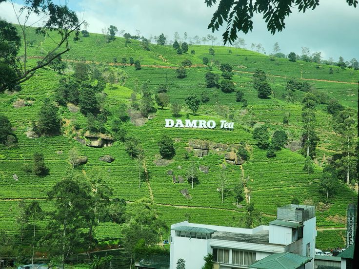 Image of Damro Labookellie Tea Factory