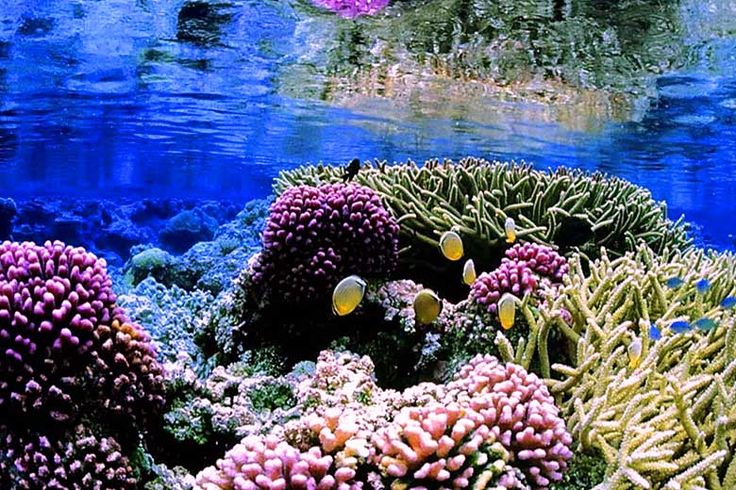 Image of Hikkaduwa Coral Reef