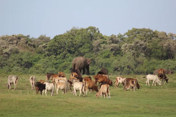 Image of Kaudulla National Park