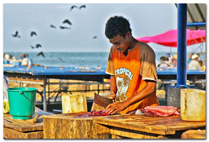Image of Negombo Fish Market (Lellama)