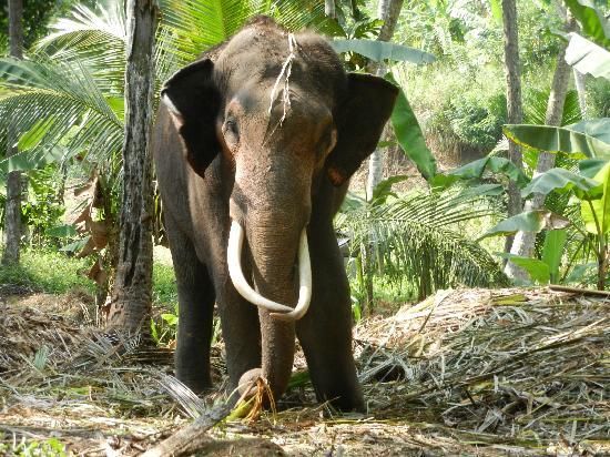 Image of Millennium Elephant<br> Foundation
