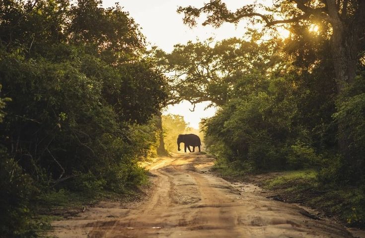 Image of Yala National Park